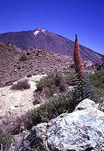 Teide mit Blume